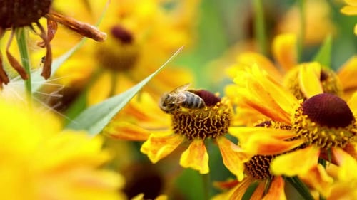 A honey bee collects nectar from garden flowers. Beautiful close-up.