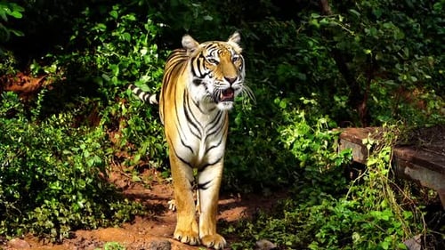 bengal tiger resting in the forest