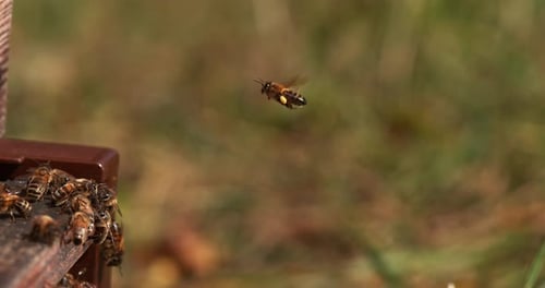Honeybees Swarming a Wooden Beehive Entrance