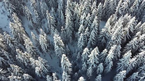 Aerial Pine Trees Forest in Snow on a Sunny Winter Day, Amazing Drone Video Heavy Winter in Woods