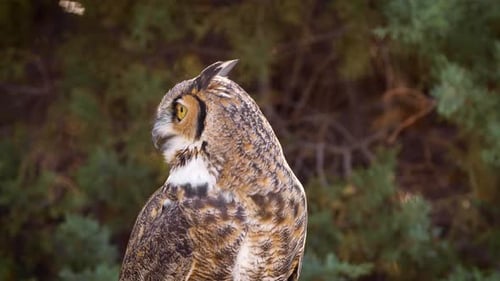 Magnificent Great Horned Owl Perched Alertly in Nature