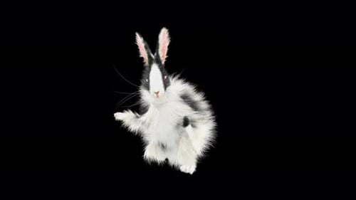 Cute Fluffy Black and White Rabbit Dancing Animation