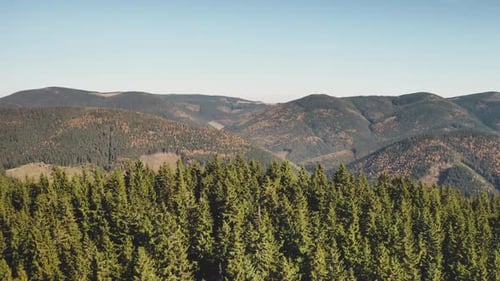Pine Mountain Forest Closeup Aerial
