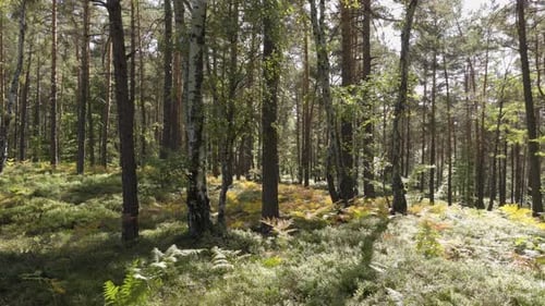 Ein Wald mit Bäumen und Adlerfarn an einem sonnigen, windigen Tag.