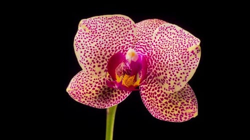 Jaune florissant - Fleur d'orchidée magenta (phalaenopsis)