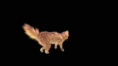 Katze HD