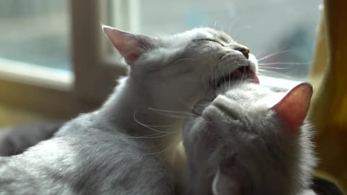 Two Gray Cats Grooming Each Other Indoors