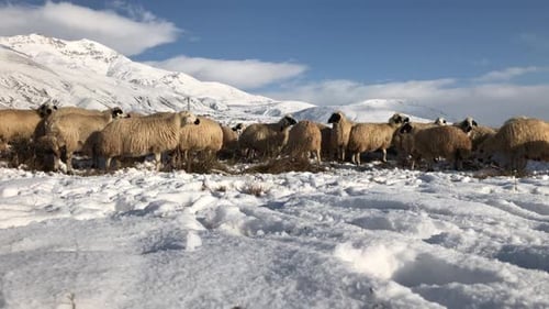 Herd of Sheep Gathering in Snowy Mountain Field