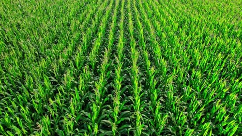 Beautiful Summer Landscape of a Corn Field
