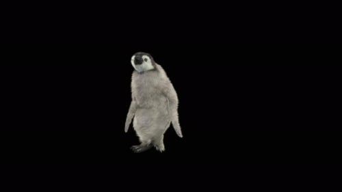 Penguin Dancing 4K