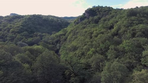 Fly Over Forest