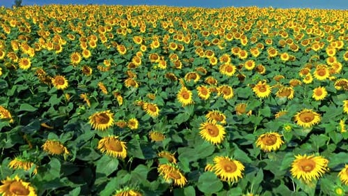 Aerial view of sunflower field in late summer.