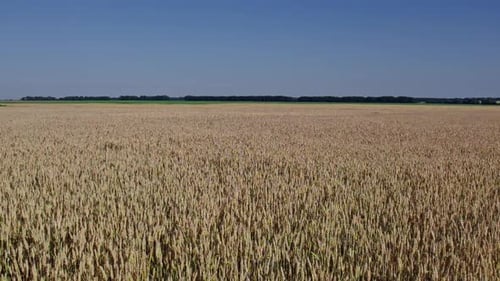 Top View to the Farm Wheatfield