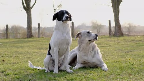 Two Adorable Dogs Resting on Grassy Field