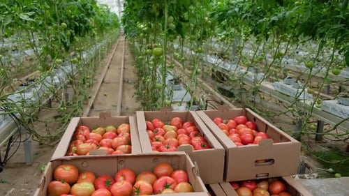 Ripe Tomatoes in an Indoor Agricultural Setting