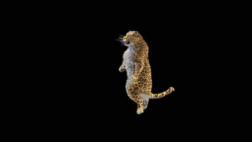 Leopard Dancing HD