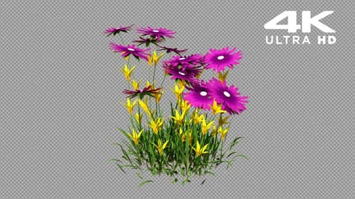 Growing Grass with Blooming Colorful Spring Flowers Animation