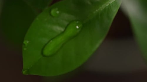 Water Droplet on a Bright Green Leaf