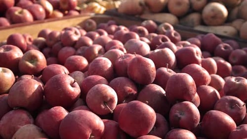 Deliciosas manzanas rojas en un recipiente exterior en el mercado de agricultores