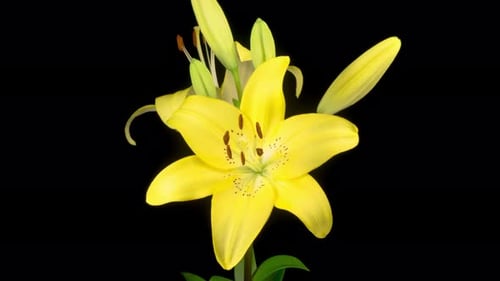 Bright Yellow Lily Flower Blooming Time Lapse