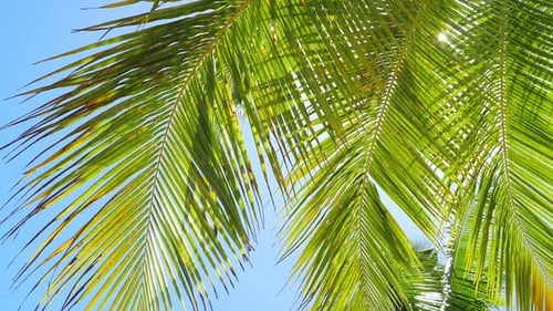 View on Palm Tree Leaves with Sunbeams