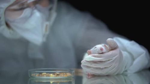White Mouse Held by Scientist in Lab Coat
