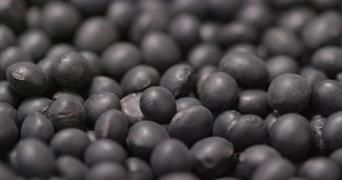 Black Soy Bean