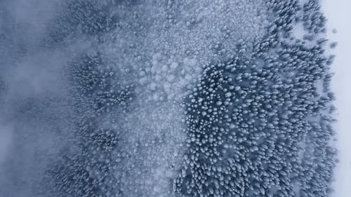 Flying above clouds, Aerial Top Down Flyover Shot of Winter Spruce and Pine Forest