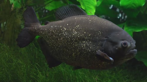 Fische