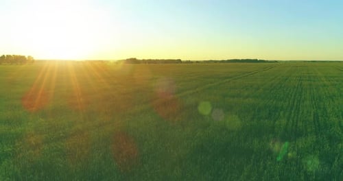 Flug in geringer Höhe über dem ländlichen Sommerfeld mit endloser gelber Landschaft am sonnigen Sommerabend