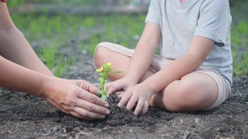 kid hand and parent planting growing a tree in soil on the garden together