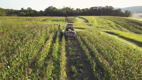 Aerial of tractor and corn wagon in corn field with workers on a summer morning.