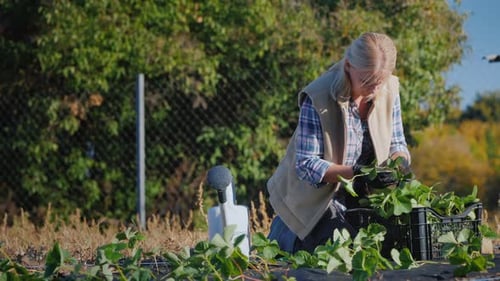 Young Gardener is Planting Strawberry Seedlings in the Garden