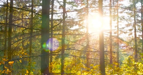 Beautiful Sun Flare of Setting Sun in Pine Forest Early Autumn