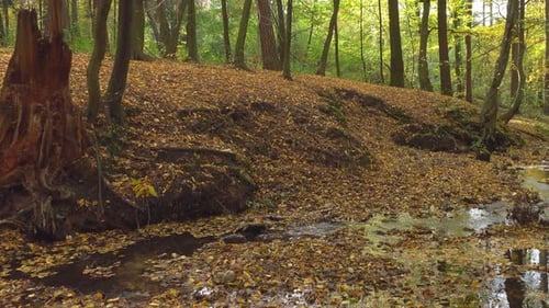 River and forest