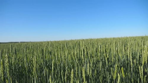 Movement Over the Green Wheat Stalks Growing on the Field Under Blue Sky