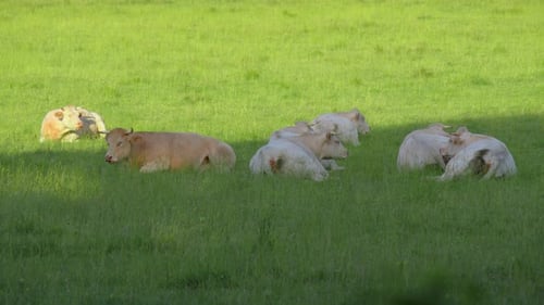 Happy Alpine Milky White Cows grasen im grünen Gras