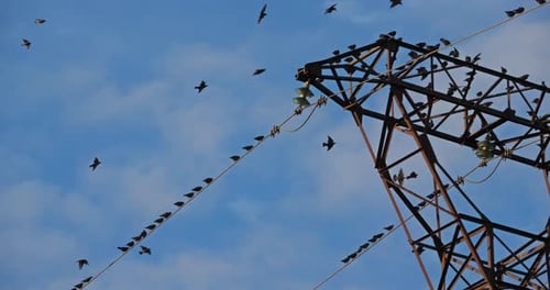 A flock of European starlings (Sturnus vulgaris) roost on overhead wires. Occitanie, France