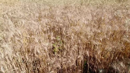 Wheat Field