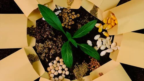 Seeds on the Soil for the Sowing Season