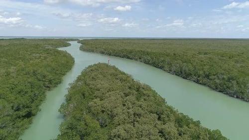 Aerial view of trees and plants in a river