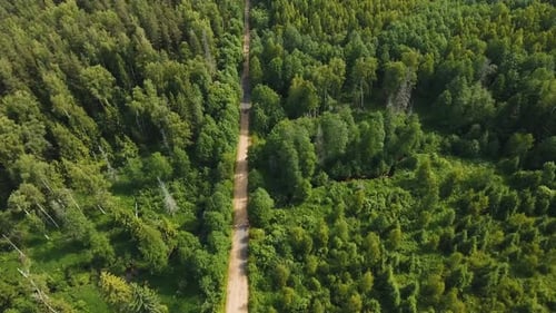 Road in the Forest.
