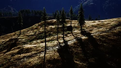 Trees on Meadow Between Hillsides with Conifer Forest