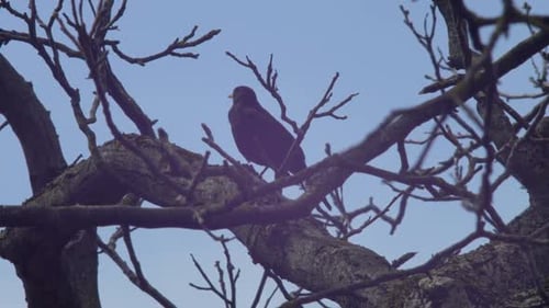 Weitwinkelaufnahme einer Amsel, die auf einem dicken Ast in einem Walnussbaum sitzt und wartet und gelegentlich dreht