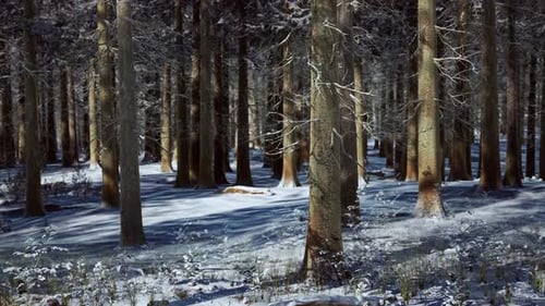 Snow Covered Conifer Forest at Sunny Day