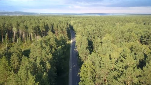 Road In The Forest