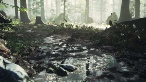 Small Creek Runs Through a Wide Valley Full of Fallen Leaves