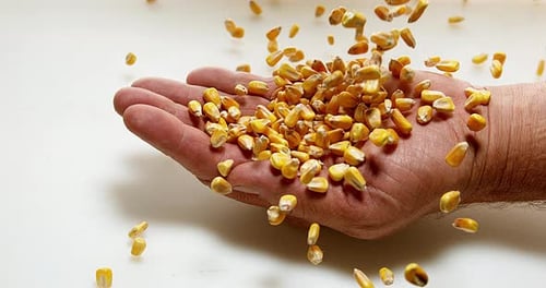 Corn, zea mays falling into Hand against White Background, Slow motion 4K