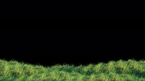 Blows Grass Loop 4K