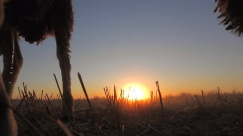 Flock of Sheep Approaching The Ground Camera in Sunset Meadow